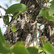 African Scops-Owl